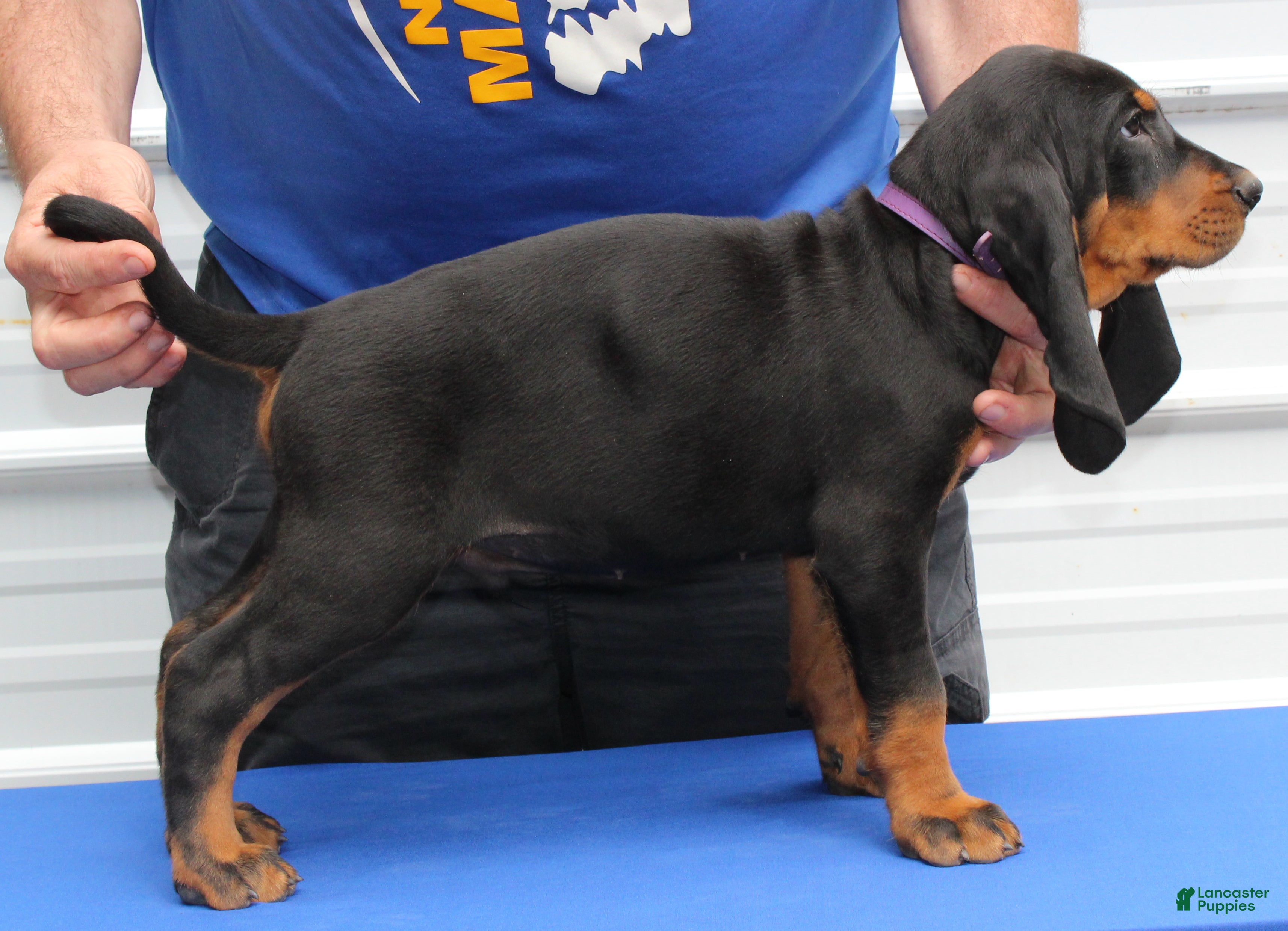 Black And Tan Coonhound dogs Pablo - Ad 2