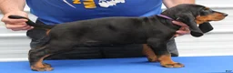 Black And Tan Coonhound dogs for sale: Pablo - Ad 1