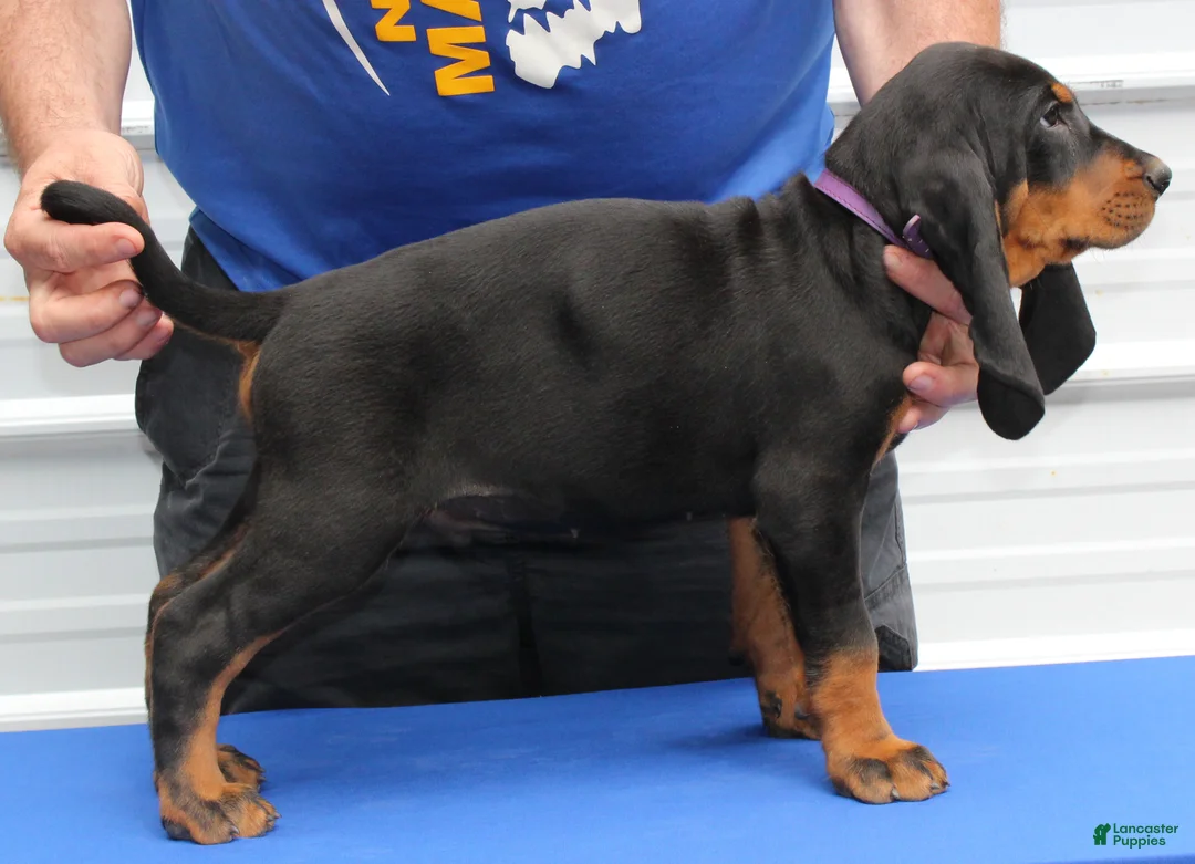 Black And Tan Coonhound dogs for sale: Pablo - Ad 1
