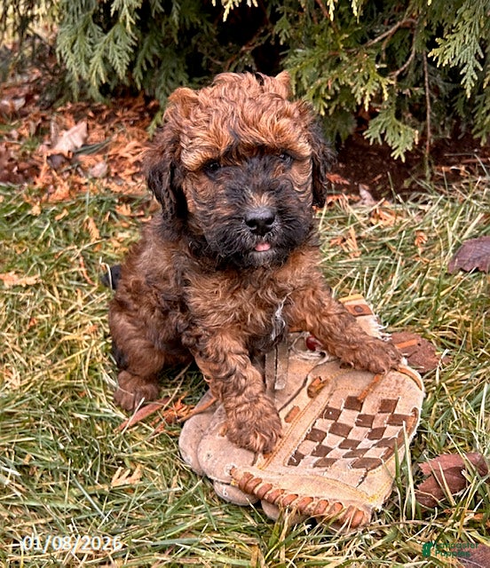 Whoodle dogs Everly - Ad 4