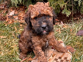 Whoodle dogs Everly - Ad 4