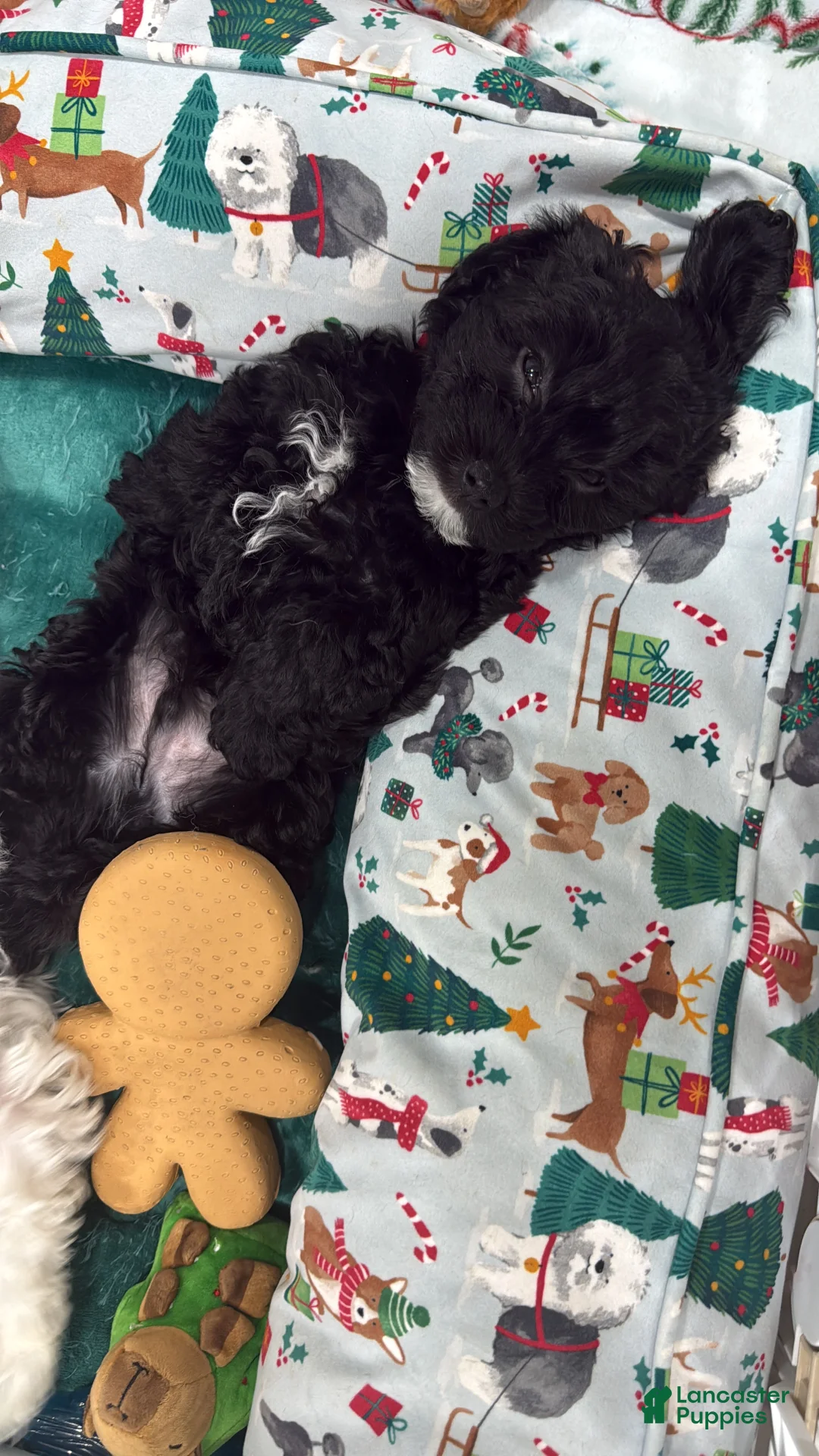 Mixed Breed dogs for sale: Noir  - Ad 4