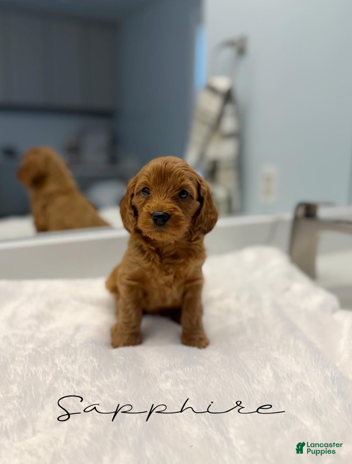 Mini Goldendoodle dogs Sapphire  - Ad 1