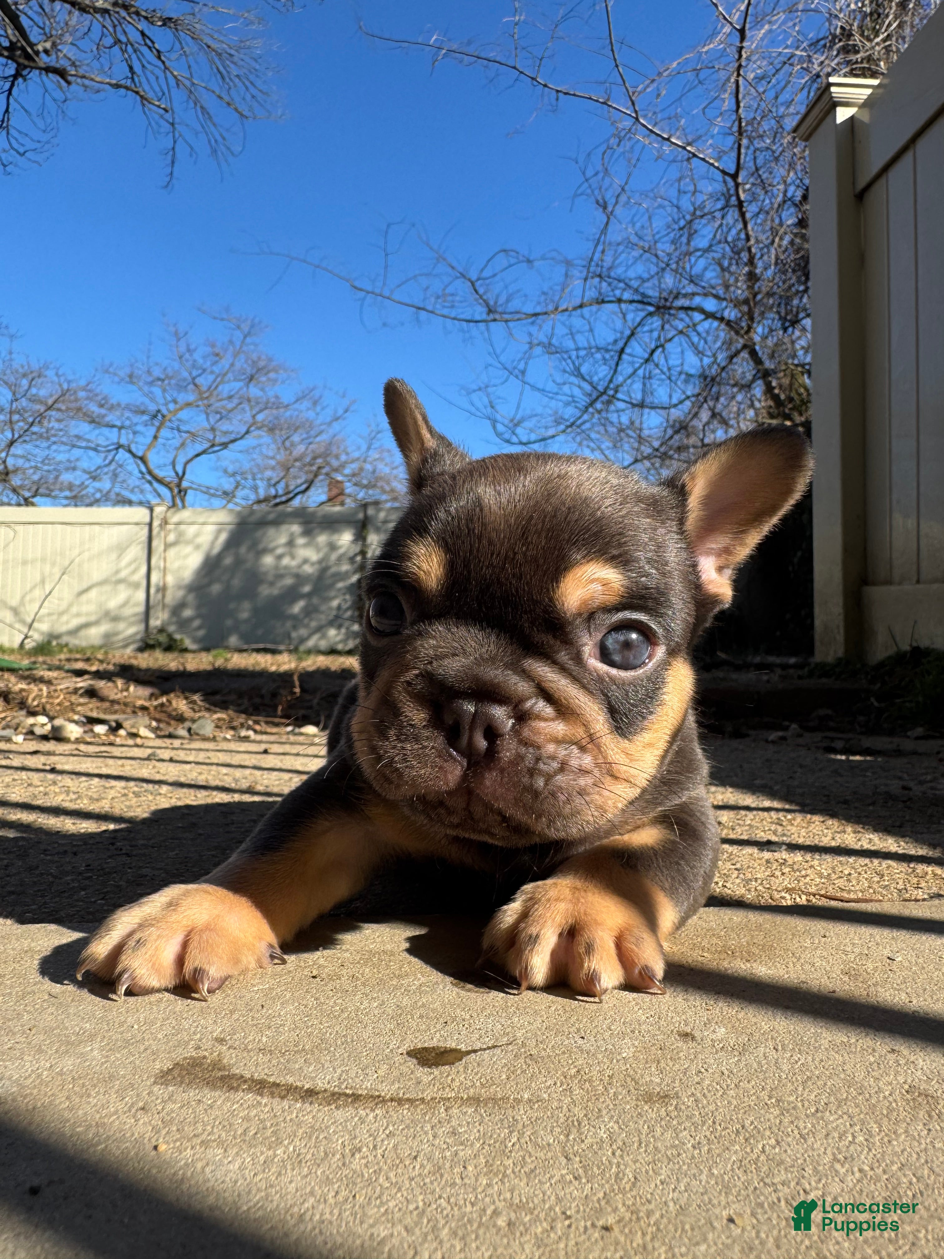 French Bulldog dogs Grizzly - Ad 2