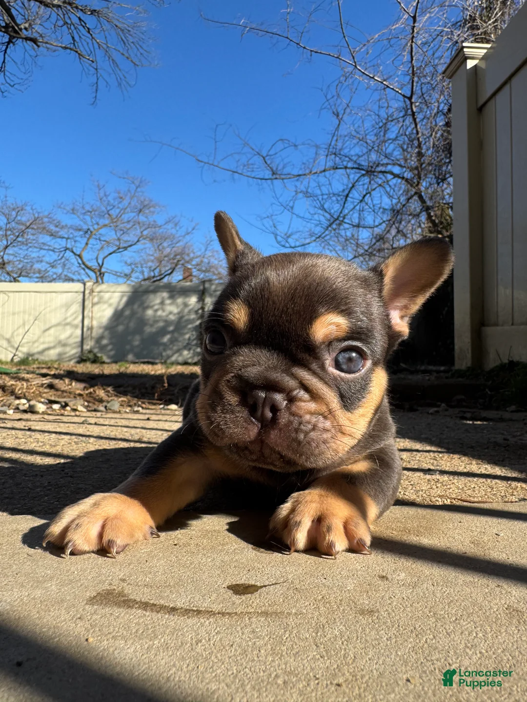 French Bulldog dogs for sale: Grizzly - Ad 2
