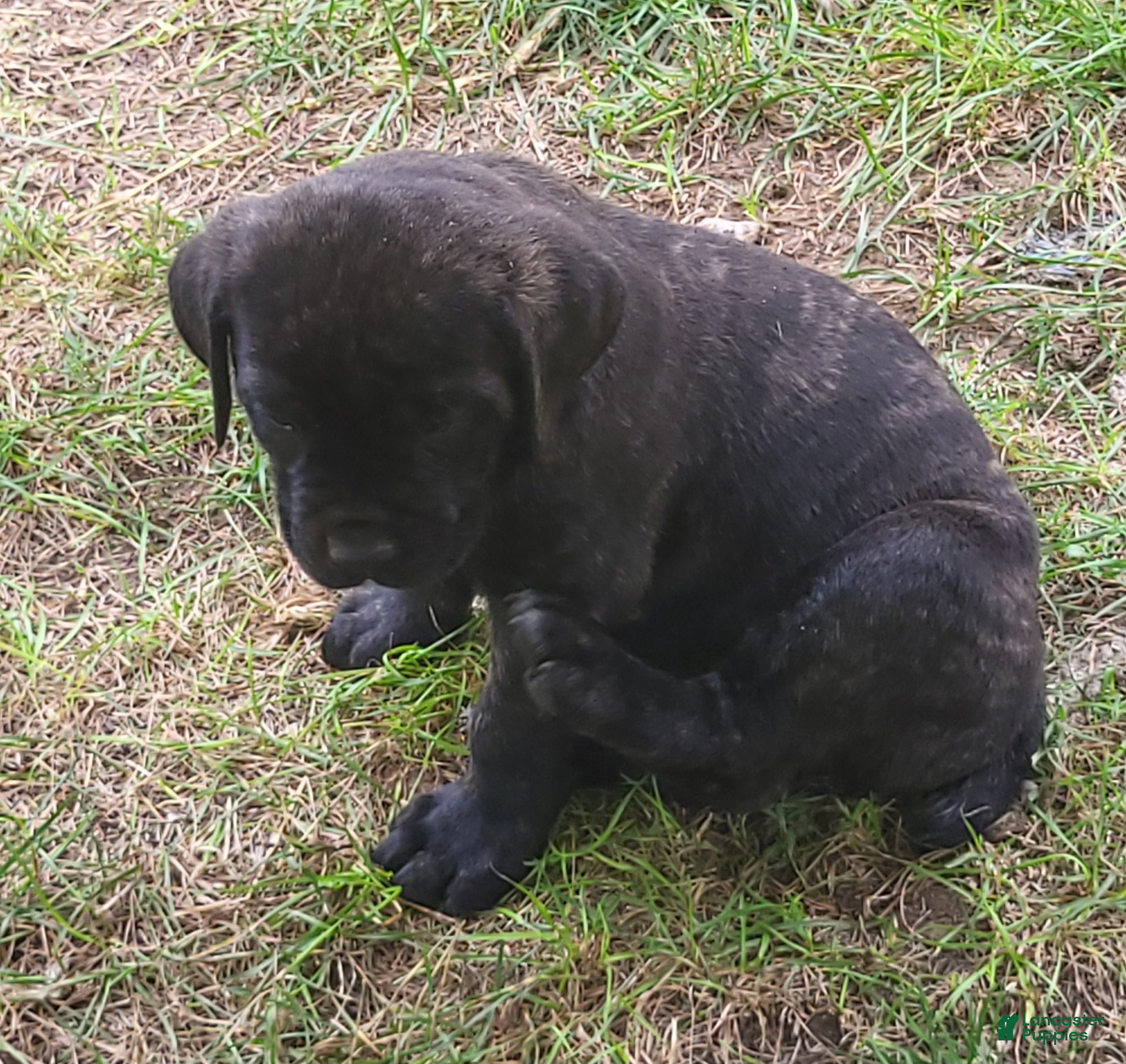 Cane Corso dogs Cane Corso 6 - Ad 41