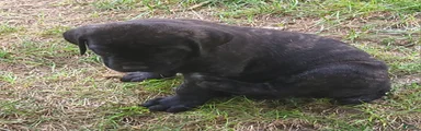 Cane Corso 6