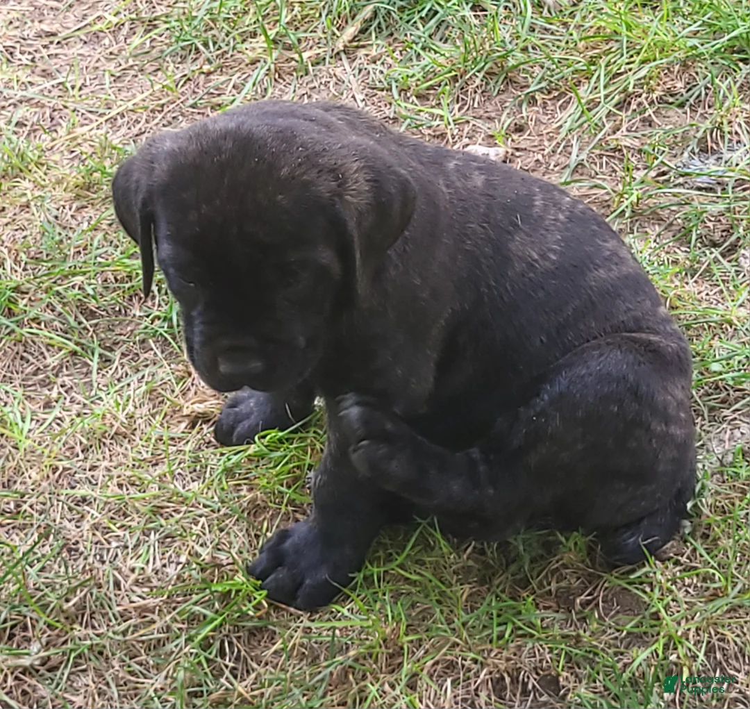 Cane Corso dogs for sale: Cane Corso 6 - Ad 1
