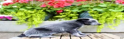 Australian Cattle Dog dogs for sale: Sally - Ad 8