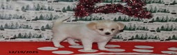 Mixed Breed dogs for sale: Shizu - Ad 3