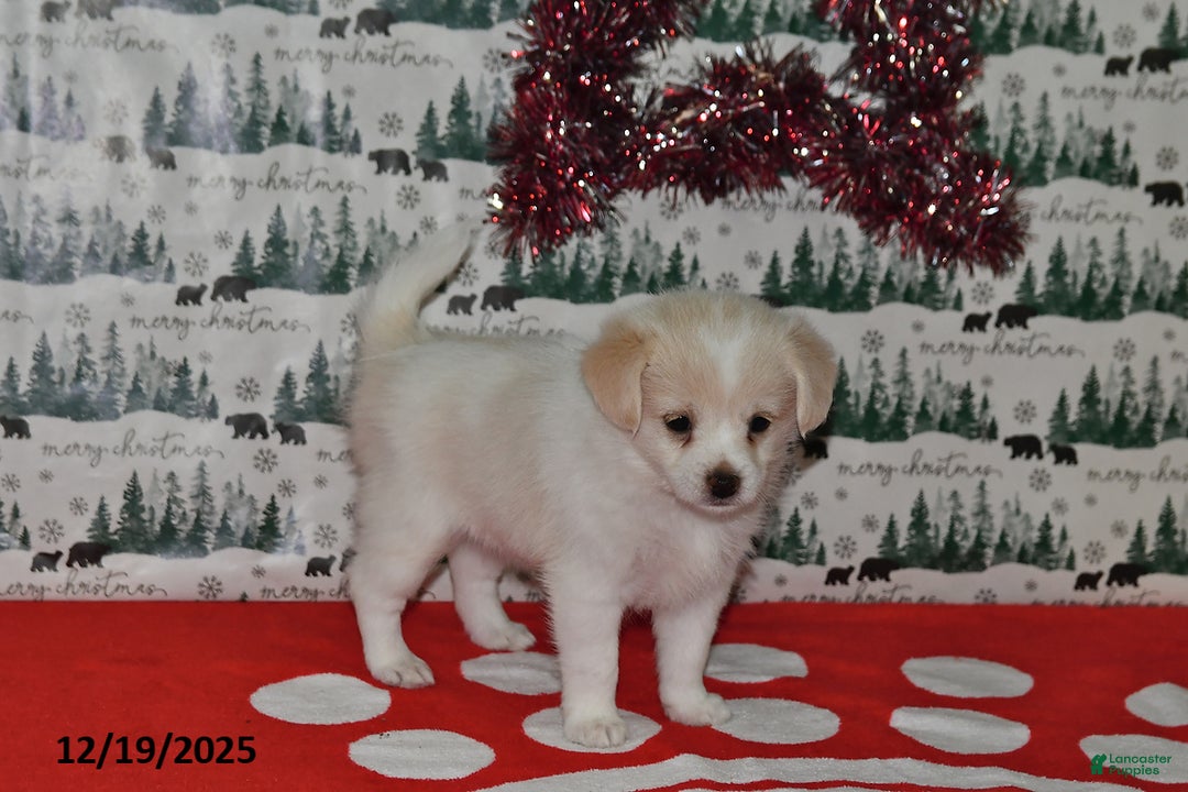Mixed Breed dogs for sale: Shizu - Ad 3