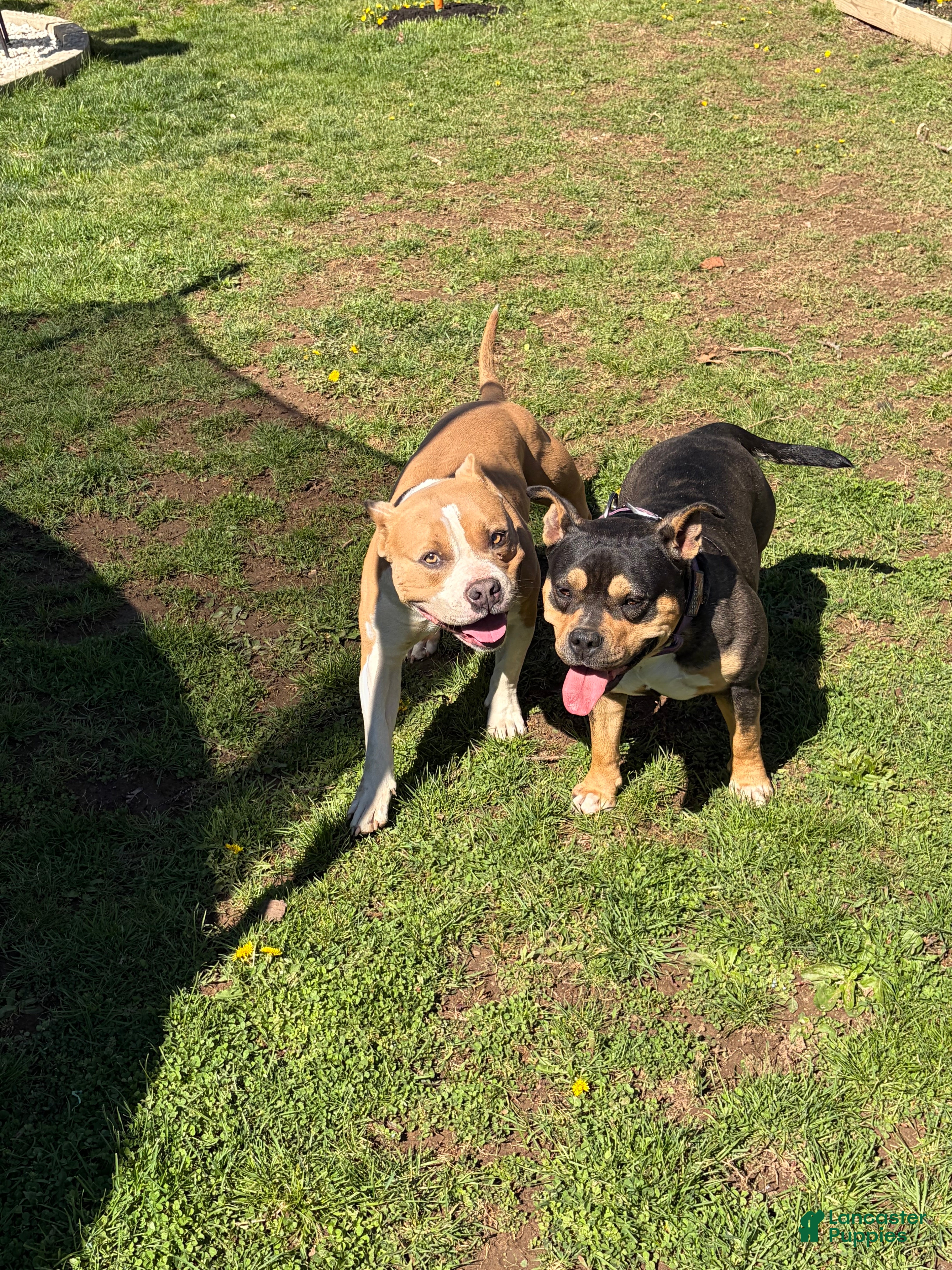 American Bully dogs American Bully 2 - Ad 2