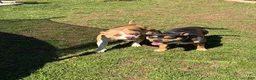 American Bully dogs for sale: American Bully 2 - Ad 2