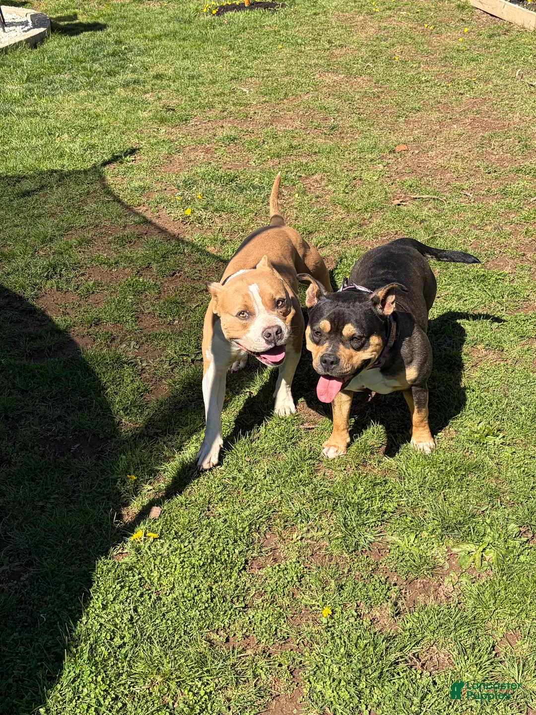 American Bully dogs for sale: American Bully 2 - Ad 2