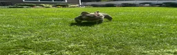 French Bulldog dogs for stud: Rylo - Stud Hire - Ad 4