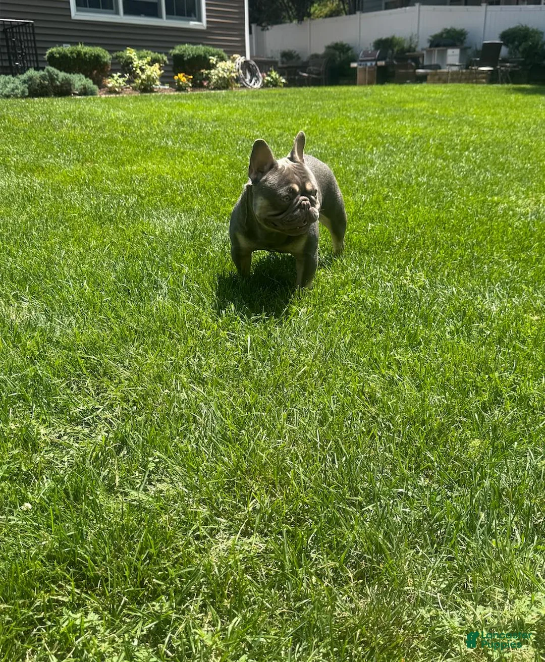 French Bulldog dogs for stud: Rylo - Stud Hire - Ad 4