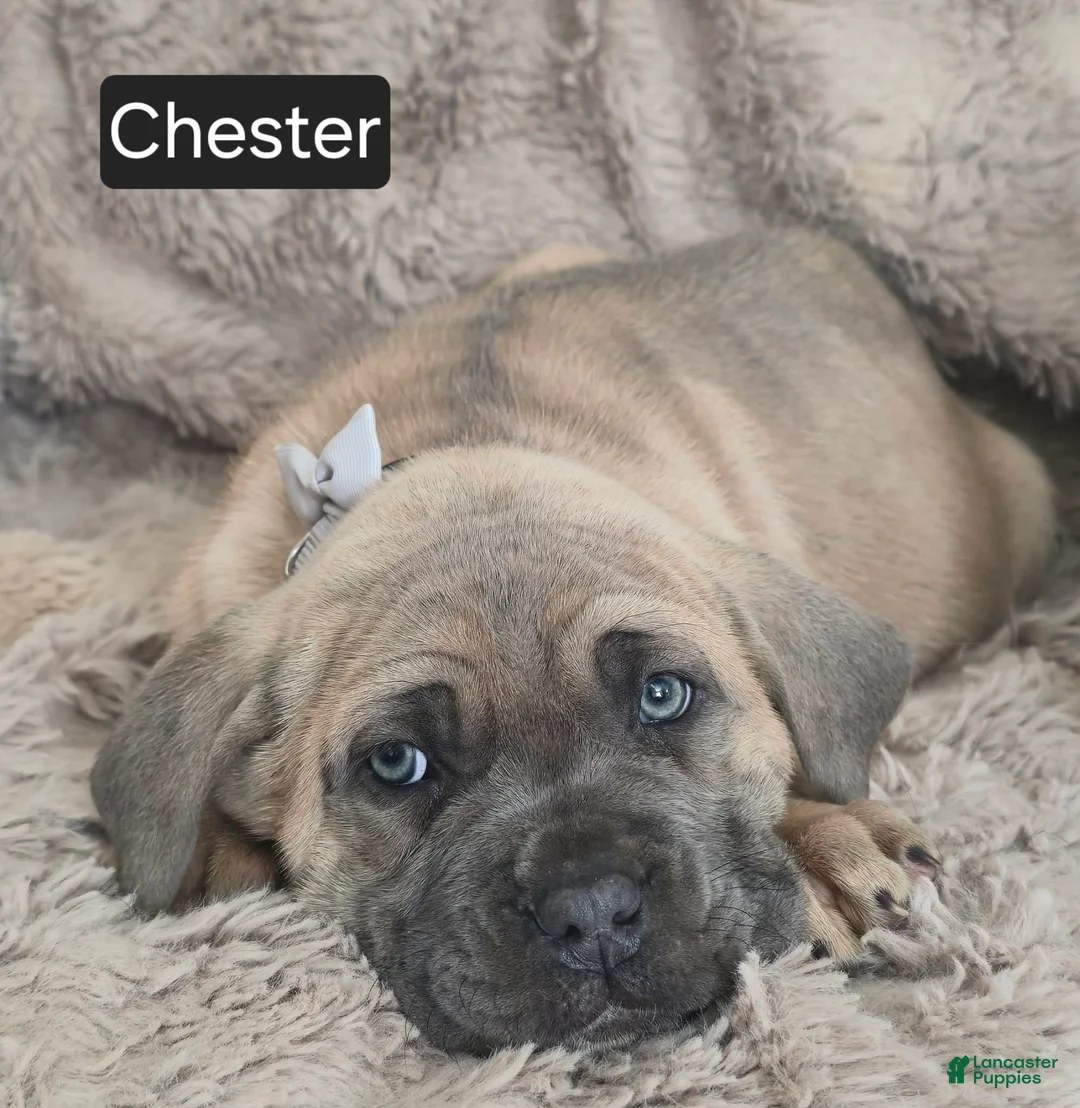 Cane Corso dogs for sale: Chester  - Ad 5