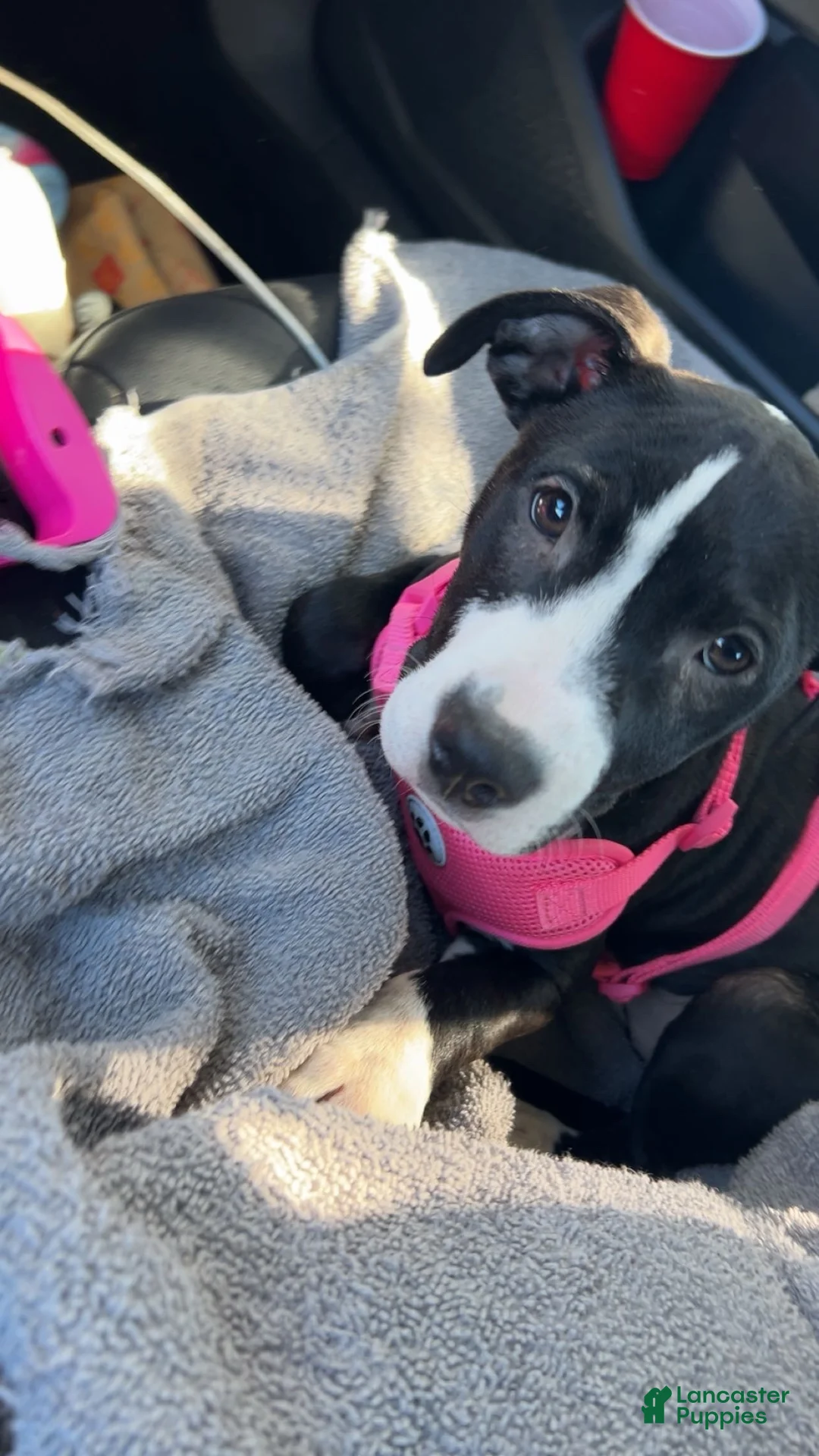 American Bully dogs for sale: Snickers  - Ad 2