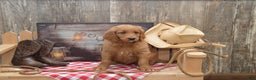 Goldendoodle dogs for sale: Rogen - Ad 1