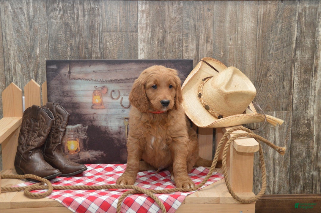 Goldendoodle dogs for sale: Rogen - Ad 1