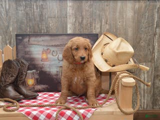 Goldendoodle dogs Rogen - Ad 1