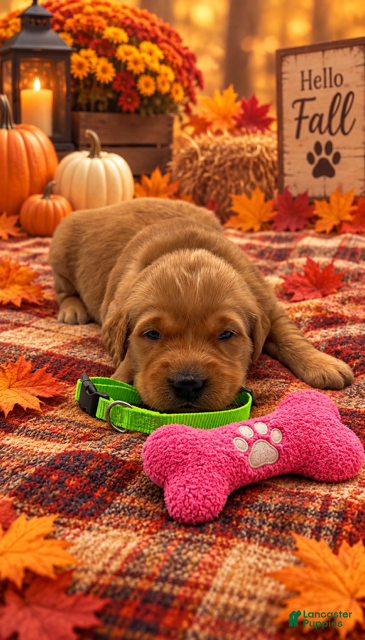 Golden Retriever dogs Molly - Green Collar - Ad 8