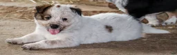 Australian Cattle Dog dogs for sale: Ember - Ad 2