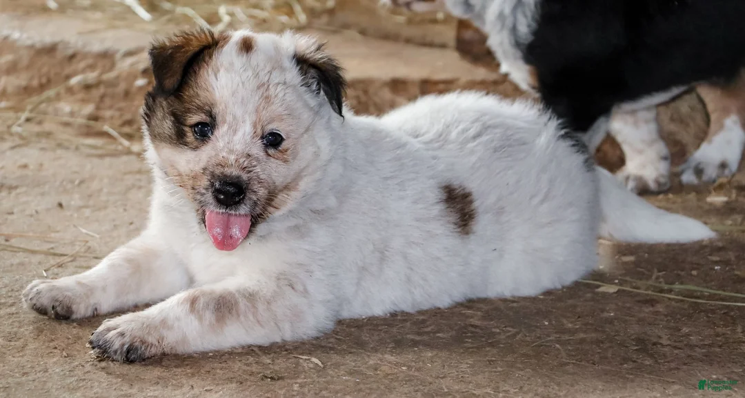 Australian Cattle Dog dogs for sale: Ember - Ad 2