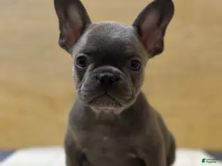 French Bulldog dogs Tyson - Ad 28