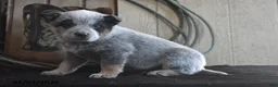 Australian Cattle Dog dogs for sale: Remington - Ad 4