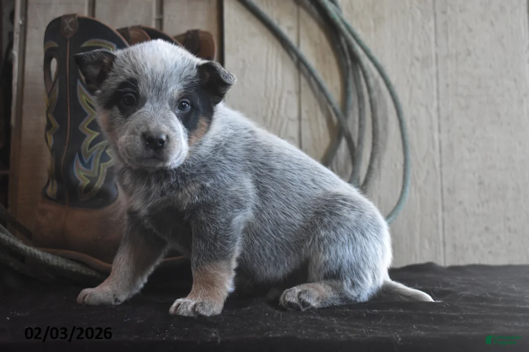 Australian Cattle Dog dogs for sale: Remington - Ad 4
