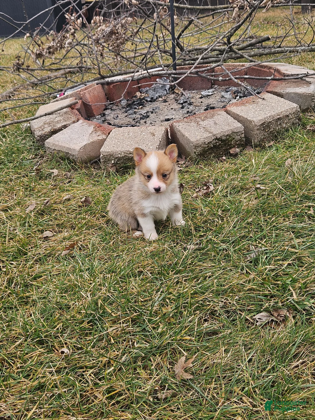 Mixed Breed dogs for sale: Rocko - Ad 2