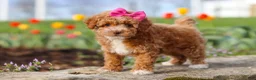Miniature Poodle dogs for sale: Colleen - Ad 5