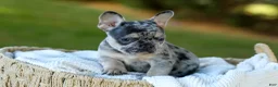 French Bulldog dogs for sale: Cookie - Blue Merle - Ad 6