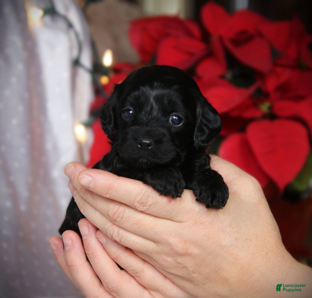 Cockapoo dogs for sale: Miracle - Ad 6