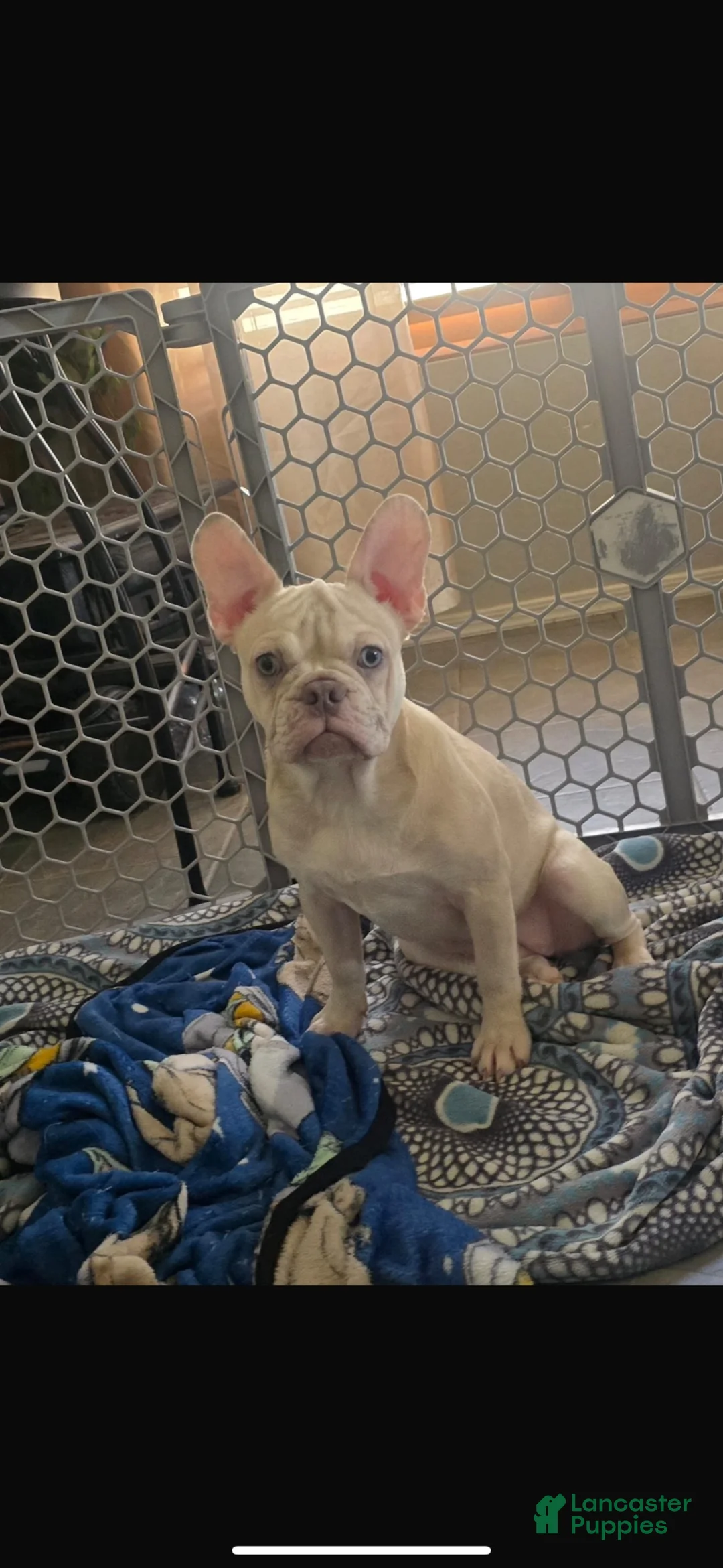 French Bulldog dogs for sale: French Bulldog 1 - Ad 2