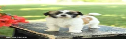 Shih Tzu dogs for sale: Lilac - Ad 2