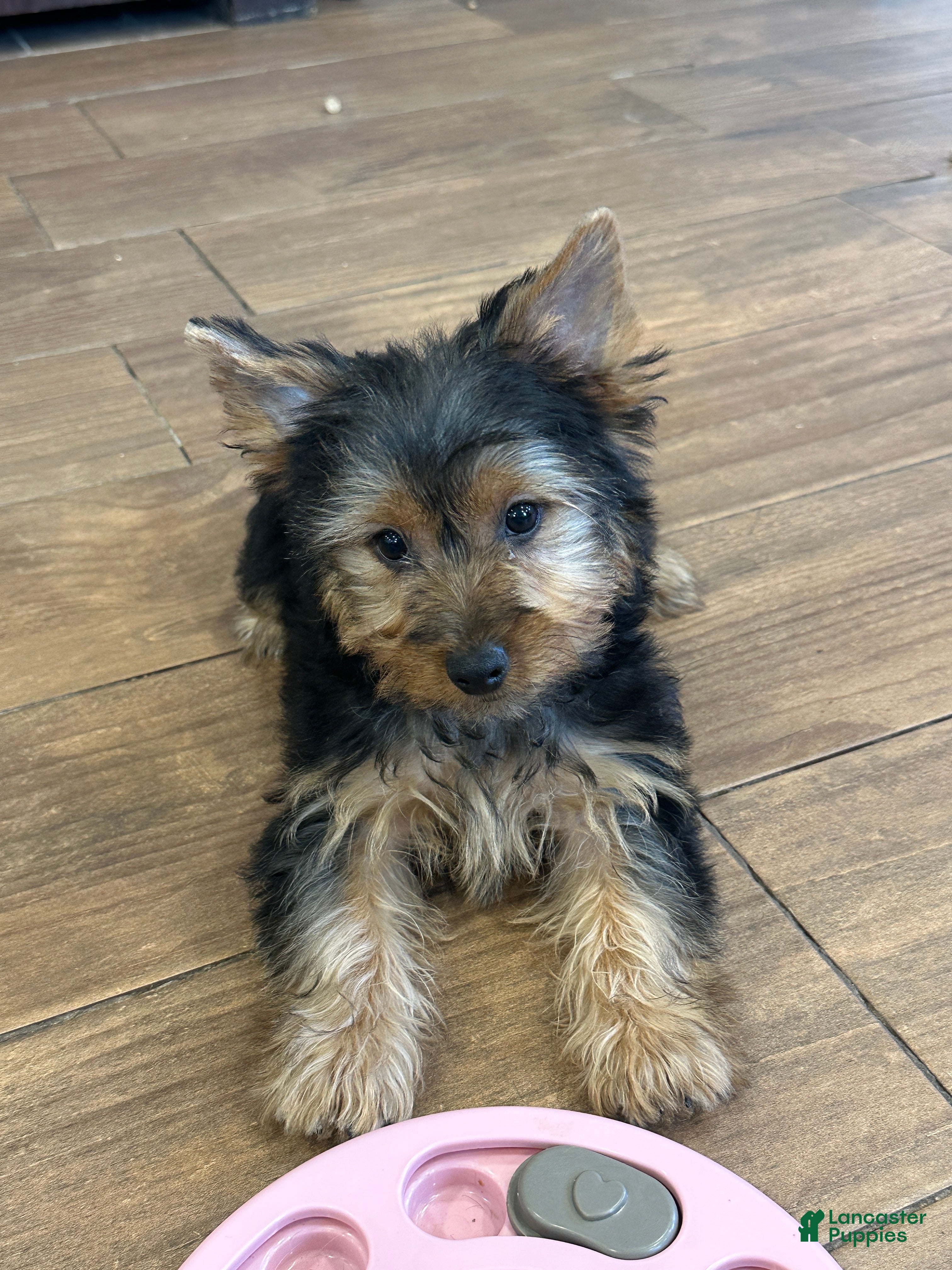 Yorkshire Terrier dogs Leo - Ad 2