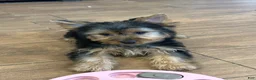 Yorkshire Terrier dogs for sale: Leo - Ad 2