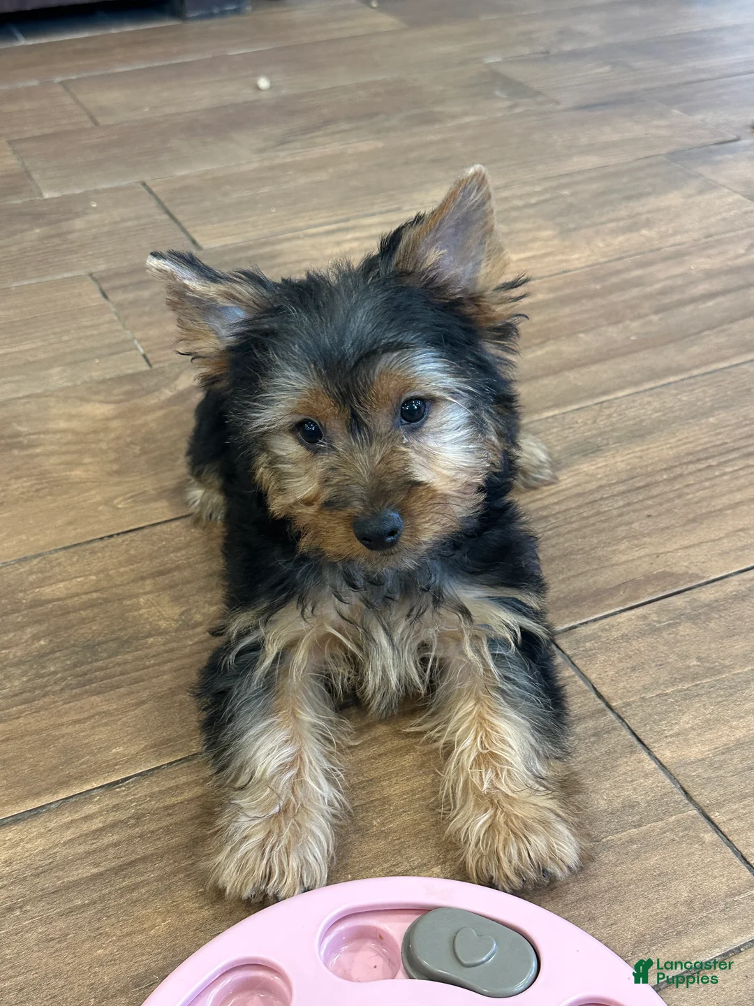 Yorkshire Terrier dogs for sale: Leo - Ad 2