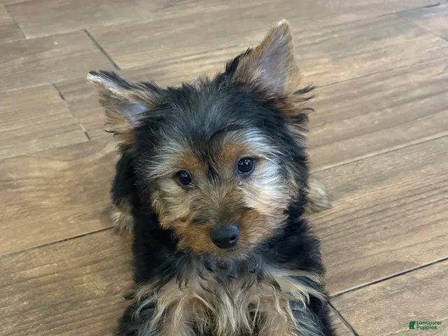 Yorkshire Terrier dogs for sale: Leo - Ad 2