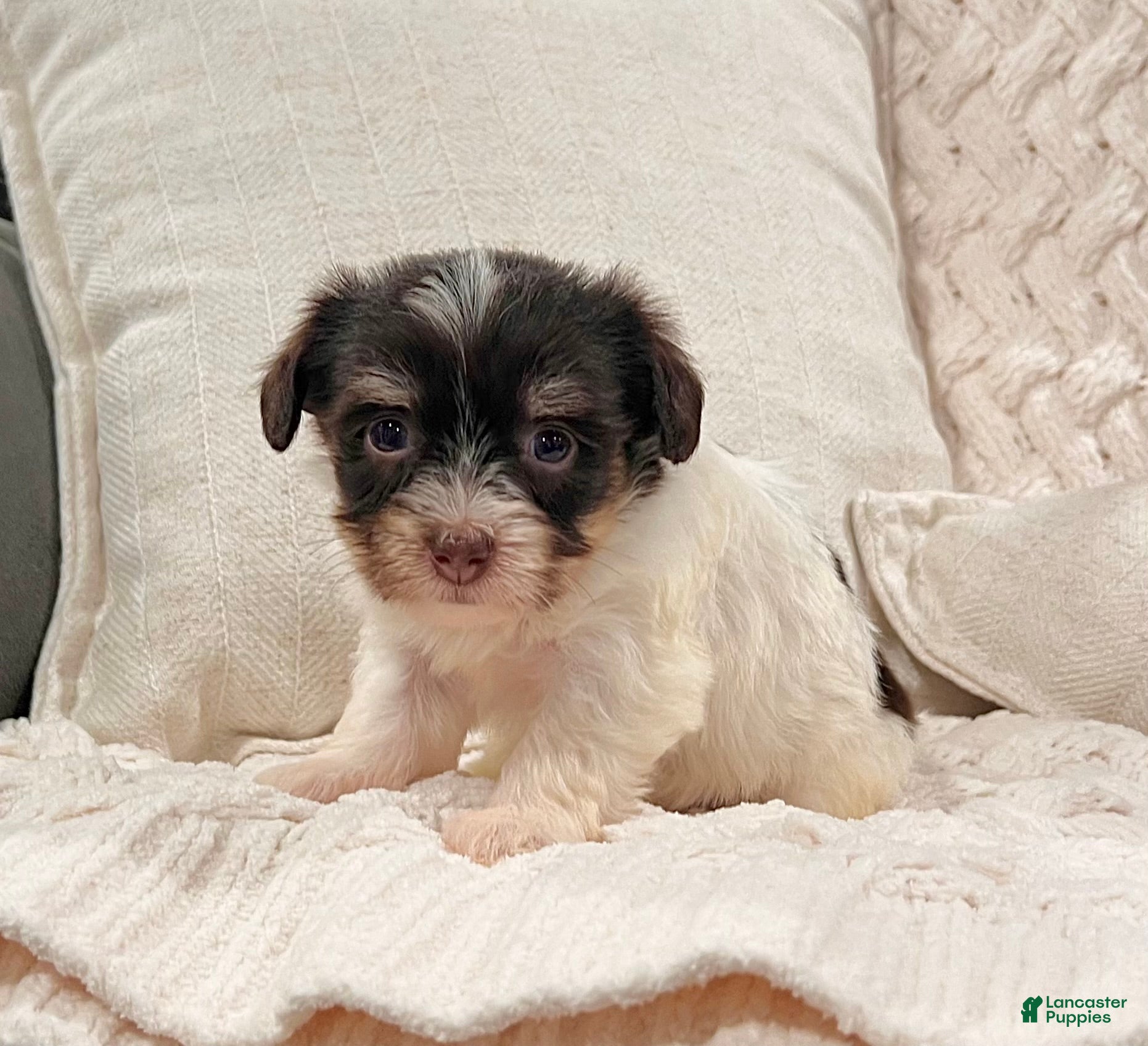 Havanese dogs Carla - Ad 2
