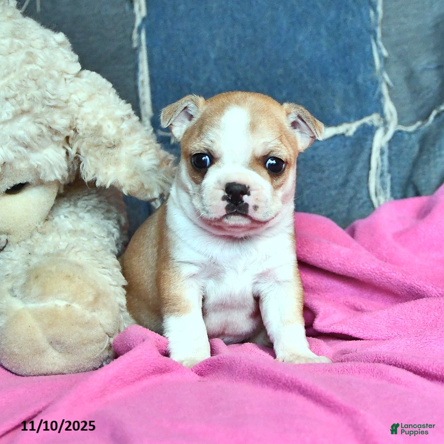 Border Terrier dogs Hettie - Ad 2