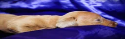 Dachshund dogs for sale: Nausica - Ad 8