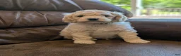 Cockapoo dogs for sale: Alfie - Ad 7