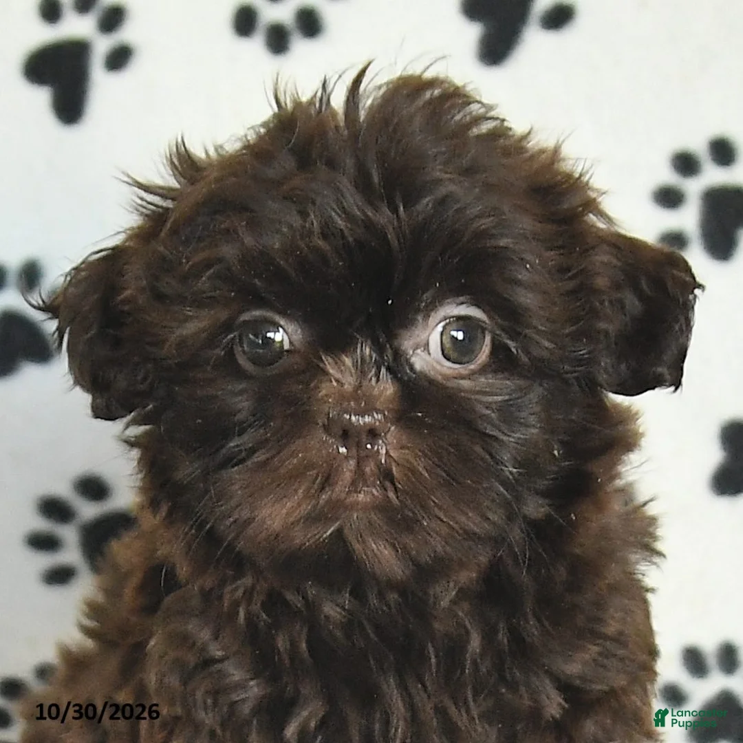 Shih Tzu dogs for sale: Ozzie - Ad 5