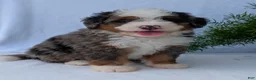 Mini Bernedoodle dogs for sale: Mini Louie  - Ad 4