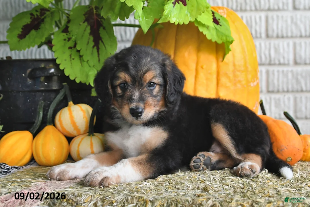 Mixed Breed dogs for sale: Benson - Ad 2