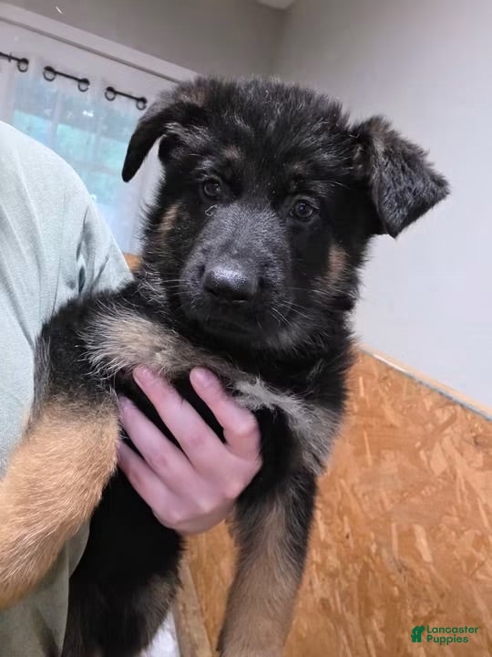 German Shepherd dogs German Shepherd 1 - Ad 3