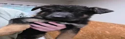 German Shepherd dogs for sale: German Shepherd 1 - Ad 1